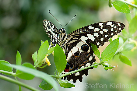 105 Afrikanischer Schwalbenschwanz - Papilio demedocus